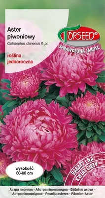 Produktbild von Samen von Tall peony pink aster - Torseed
