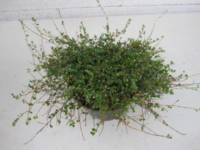 Produktbild von Argentinische Myrthe - Myrteola nummularia - 20-30cm