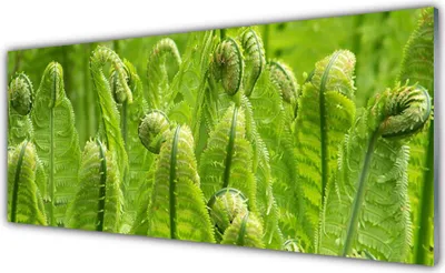 Produktbild von Acrylglasbilder 125x50 Wandbild Druck Pflanzen Pflanzen