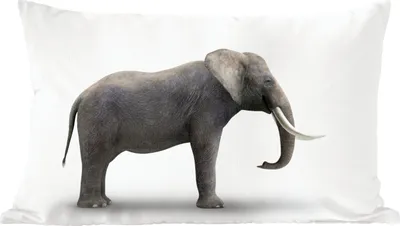 Produktbild von MuchoWow® Zierkissen Sofakissen Wohnzimmer Dekokissen 50x30 cm Elefant auf weißem Hintergrund - Wohnzimmerdekoration - Polster mit Photo