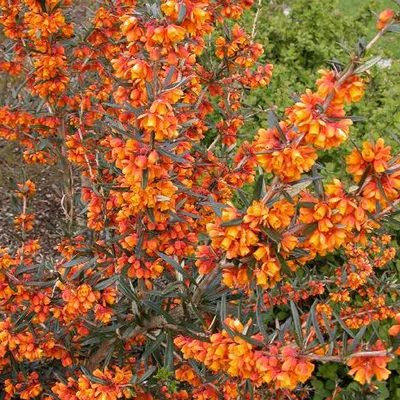 Obrázek produktu pro Berberys – Berberis linearifolia 'Orange King' | 30-40 cm, v květináči