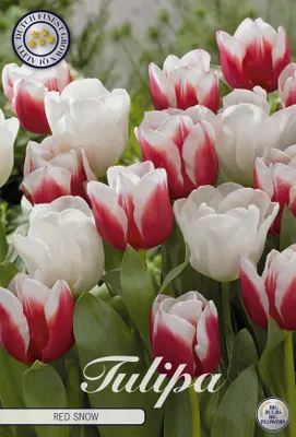 Artikelbild 2 von 'Tulpe Red Snow (10 Stück)' aus der Kategorie Tulpenzwiebeln