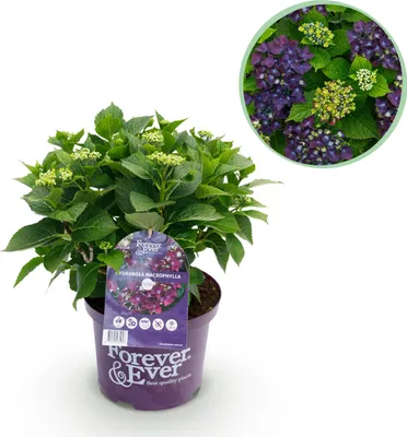 Produktbild von Hortensie - Hydrangea Forever & Ever - Lila - 7-12 Blüten - Terrassenpflanze - 40-55cm - Ø23cm - Gartenpflanze