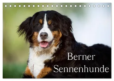 Produktbild von Berner Sennenhunde (Tischkalender 2027 DIN A5 quer), CALVENDO Monatskalender