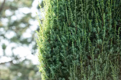 Produktbild von Juniperus communis 'Suecica', Wacholder, säulenförmig, 30–40 cm
