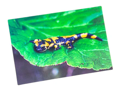 Produktbild von 3 D Ansichtskarte Feuersalamander, Postkarte Wackelkarte Hologrammkarte Tiere Lurch