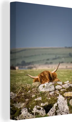 Produktbild von OneMillionCanvasses® - Leinwandbilder - 90x140 cm, Schottische Hochlandrind - Steine - Gras, Wandbilder Wohnzimmer Hochland Rind - Tier Wanddekoration - Hochland Rind - Kuh - Gemälde auf Holzrahmen - Wandschmucke - Schlafzimmer