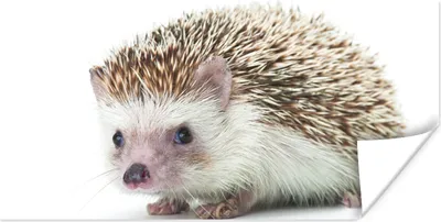Produktbild von MuchoWow® Poster Igel - Tiere - Weiß 120x60 cm - Bild