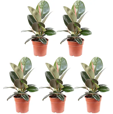Produktbild von 5er-Set Gummibaum - Ficus elastica 'Robusta' - Höhe ca. 50 cm, Topf-Ø 17 cm