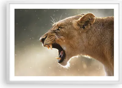 Produktbild von Gerahmtes Poster - Weißer Rahmen - Löwe Löwin Reißzähne - 70x50 cm - Wand Bild - Wanddeko - Wandbilder - Kunstposter - Wandposter - Bilderrahmen - Bilder - Kunstdruck - Wandbild - P2WAA70x50-4137