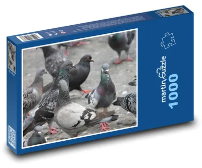 Obrázok produktu pre Puzzle 1000 Holuby v meste - martinpuzzle