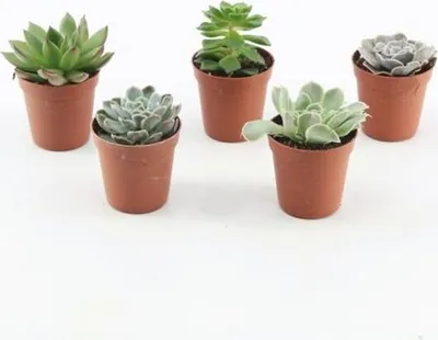 Produktbild von 10 Stück Echeverie gemischt 5,5 cm Topf -Kakteen & Sukkulenten Le