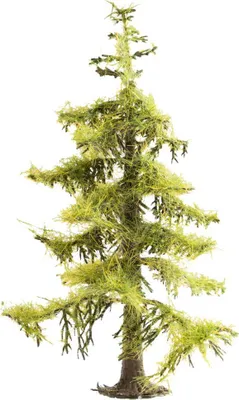 Image de NOCH 21815 - Epicéa hauteur 12 cm H0,TT,N