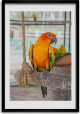 Produktbild von Bild - Bilderrahmen - Foto - 70 cm x 100 cm - MDF - Rahmen - Wandkunst - Papagei