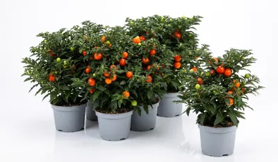 Productafbeelding van JUNAVERA Solanum pseudocapsicum | Oranjeboompje | 22 cm hoog | In 10 cm pot | Sierplant met oranje besjes