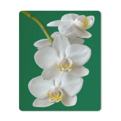 Produktbild von MuchoWow® Mauspad Mousepad Orchidee mit grünem Hintergrund 30x40 cm - Mousepads - Maus Mat - Pad - Mausunterlage - Mausmatten