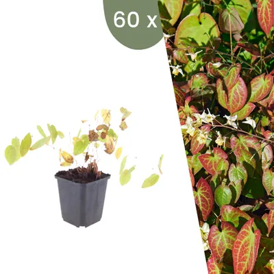 Produktbild von Plants by Frank | 60 Elfenblume 'Niveum' Pflanzen | Epimedium x Youngianum 'Niveum' | Bodendecker | Winterhart | Mehrjährig | Gartenpflanzen