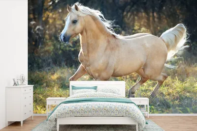 Produktbild von MuchoWow® Fototapete für Wohnzimmer oder Schlafzimmer Wandtapete Vinyl Motivtapete Pferd - Natur - Braun - 600x400 cm - Vinyltapeten