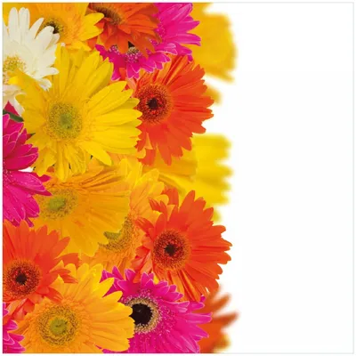 Produktbild von Wallario Premium Glasbild, freischwebende Optik, kräftige Farben, Größe 30 x 30 cm Motiv Bunte Gerberas - pinke, gelbe, rote und weiße Blüten
