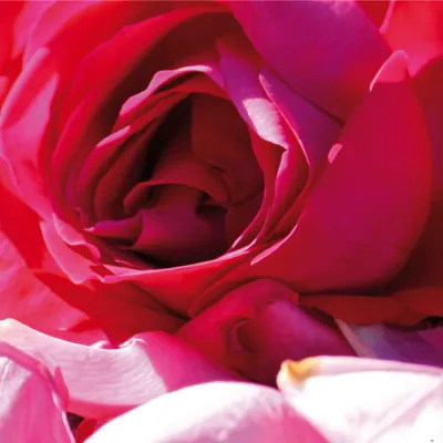 Produktbild von Rosen Kunstdruck Bild - Eine Rose Ist Eine Rose (70 x 70 cm)