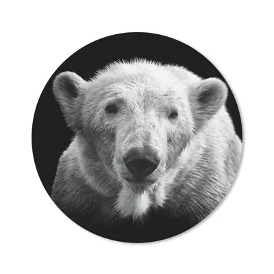 Produktbild von MuchoWow® Mauspad Mousepad Eisbär - Tier - Schwarz - Weiß 40x40 cm - Mousepads - Maus Mat - Pad - Mausunterlage - Schreibtisch Accessoires