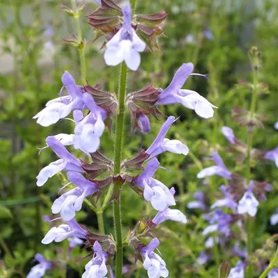 Image de 6 x sauge  - Salvia uliginosa « African Skies »  | Pot 9 cm x 9 cm