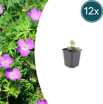 Zdjęcie produktu dla Geranium sanguineum – Geranium krwiste – doniczka 9 cm – 10–25 cm – zestaw 12 roślin
