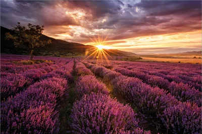 Produktbild von Wallario Premium Vliestapete Fototapete Lavendelfeld bei Sonnenuntergang - Sonnenstrahlen in der Größe 400 x 267 cm, extra dick, wird in 5 Teilen geliefert