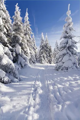 Produktbild von Wallario selbstklebendes Poster - Wanderweg im Schnee, Größe: 61 x 91,50 cm