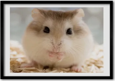Produktbild von Bild - Bilder - Bilderrahmen - 70 cm x 50 cm - MDF-Rahmen, Wandkunst Hamster