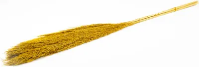 Produktbild von INNA-Glas Schilf getrocknet DONJETA, Curry, 115-120cm, Ø15cm - Getrockneter Bund