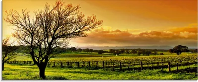 Produktbild von ARTland Glasbild Landschaft mit Weinbergen Größe: 125x50 cm