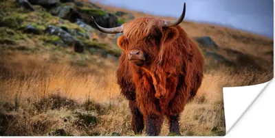 Produktbild von MuchoWow® Poster Schottische Highlander - Gras - Steine 160x80 cm - Foto Poster