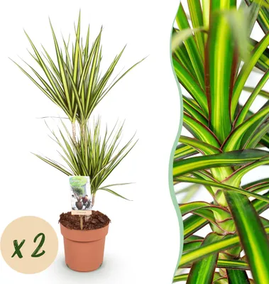 Productafbeelding van Dracaena Sunray - Drakenbloedboom - Weinig onderhoud - Groen - 2 Planten - 70-75cm - Ø17cm - Kamerplant - Groenblijvend