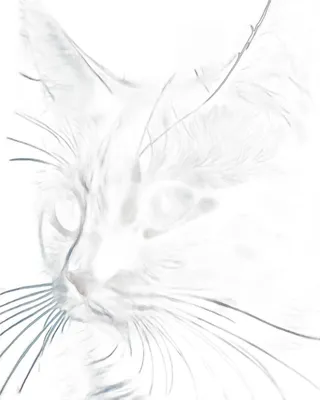 Imagen del producto de Pintura por números - Cosmo-gato, 40x50 cm - Qbee