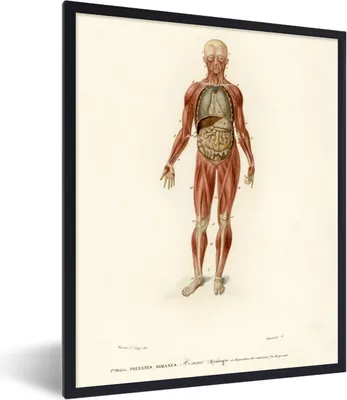 Produktbild von MuchoWow® MuchoWow® Gerahmtes Poster Anatomie - Körper - Mensch 60x80 cm - Poster mit zchwarzem Bilderrahmen - Premium - Wanddeko Wohnzimmer