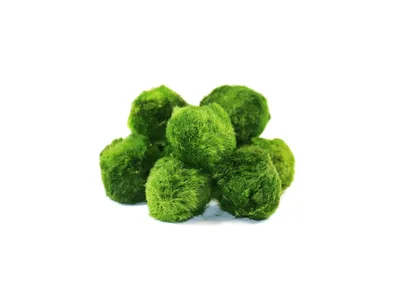 Obrázek produktu pro Gardners Set řasokoulí 10 ks