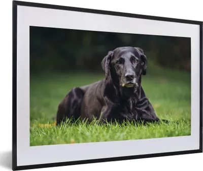 Produktbild von MuchoWow® MuchoWow® Gerahmtes Poster Ein schwarzer Labrador im Gras 60x40 cm - Poster mit zchwarzem Bilderrahmen - Schlafzimmer - Plakat in Rahmen - Drucken