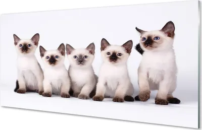 Produktbild von Glasbilder 100x50 Wandkunst kleine Katzen