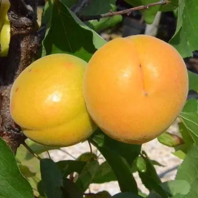 Produktbild von Goldrich Aprikosenbaum Buschbaum große süße gelborange Aprikose Unterlage Myrobalane