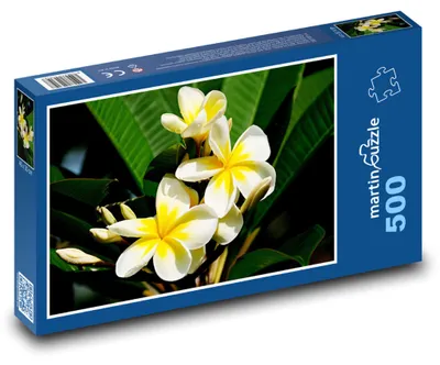 Produktbild von Puzzle 500 Plumeria-Blüten am Strauch - martinpuzzle
