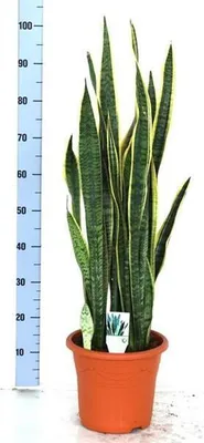 A potted snake plant with a ruler for scale.