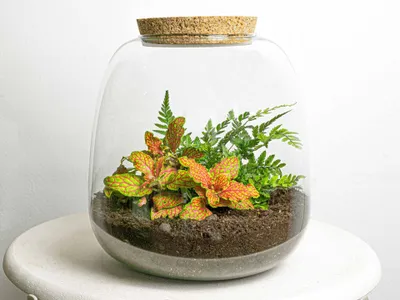 Produktbild von Pflanzenterrarium - Emma Mini - DIY kit - ↑ 20 cm
