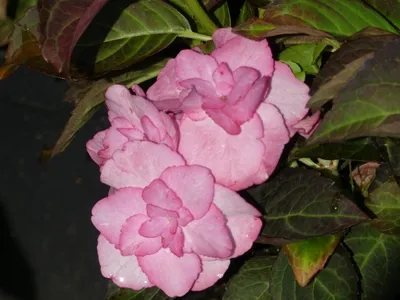 Produktbild von Hydrangea macrophylla Miss Saori -R- - Bauernhortensie Miss Saori -R-