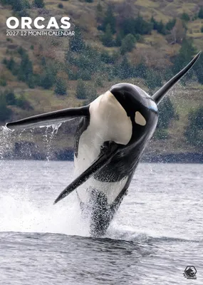 Imagen del producto de Calendario de 2027, formato A3, con fotografías de orcas