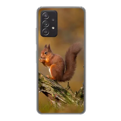 Produktbild von MuchoWow® Handyhülle Schutzhülle Hülle für Samsung galaxy a73 Eichhörnchen - Baumstamm - Wald Silikon Softcase Handy Hülle - Handyhülle
