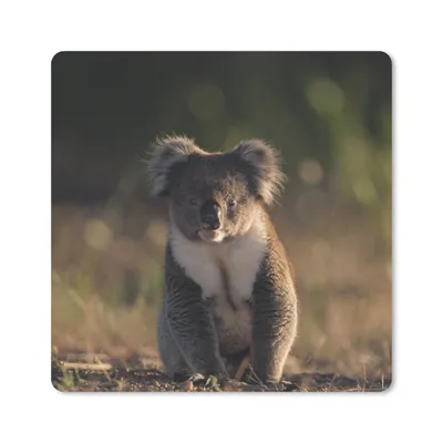 Produktbild von MuchoWow® Mauspad Mousepad Koala - Sonne - Tier - Kinder - Jungen - Mädchen 20x20 cm - Mousepads - Maus Mat - Pad - Mausunterlage - Desk Mat - Bureauartikeln
