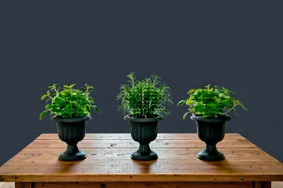Immagine prodotto di Mini vasi da fiori Nergiz con piedistallo - Antracite - L 19 cm x A 19 cm - Sostenibili e resistenti ai raggi UV
