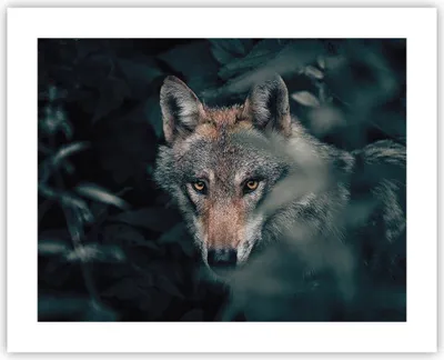 Produktbild von Poster - Poster ohne Rahmen - Wolf Wald Raubtier - 50x40 cm - Wand Bild - Wanddeko - Wandbilder - Kunstposter - Wandposter - Bilder - Kunstdruck - Wanddekoration - Wandbild - P2XAA50x40-5053