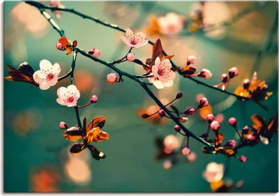 Produktbild von ARTland Leinwandbild Japanische Kirsch Sakura Blumen Größe: 70x50 cm